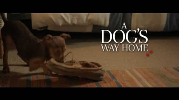 A Dog's Way Home - Alternate Title Card