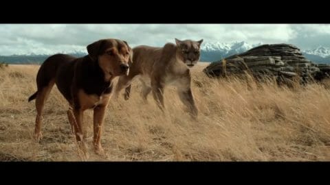 A Dog's Way Home - Summary/ Review (with Spoilers)