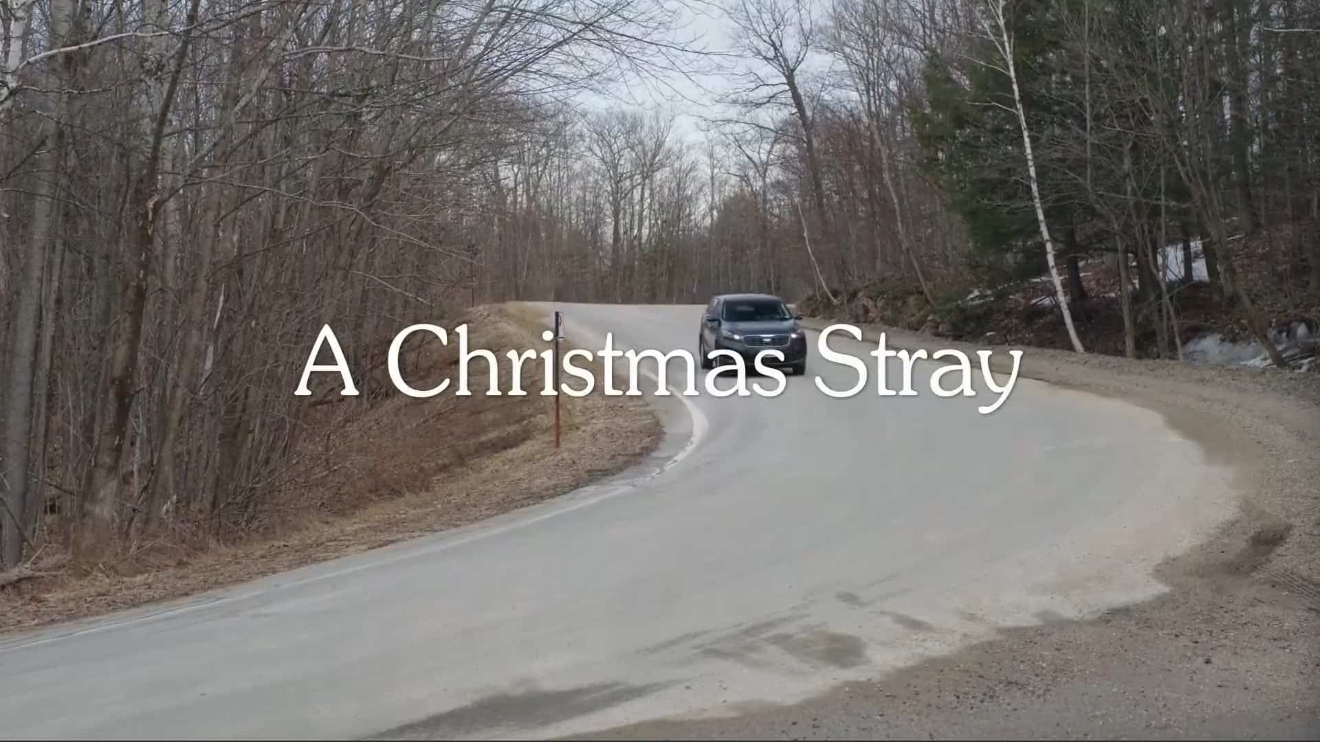 Title Card - A Christmas Stray (2021)