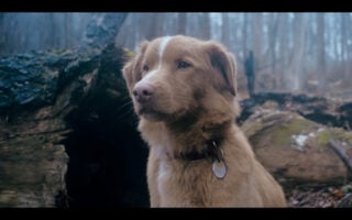 Indy looking for Todd – Good Boy
