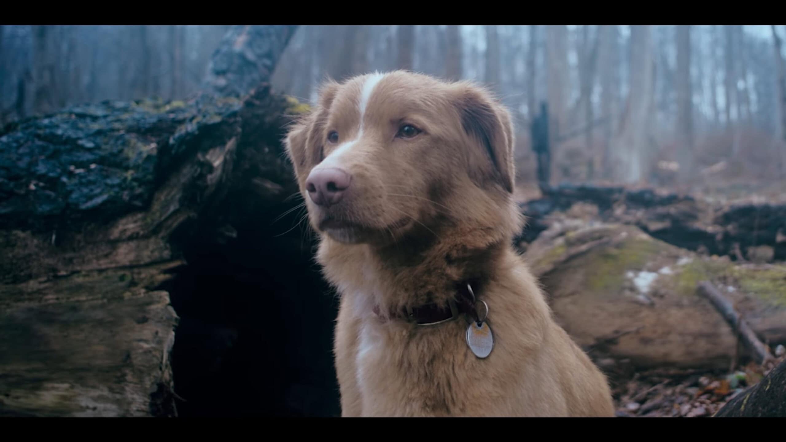 Indy looking for Todd – Good Boy